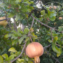 фото из отзыва ID 2034066