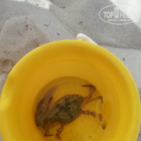 фото из отзыва ID 2033287