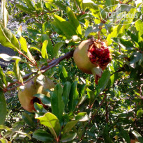 фото из отзыва ID 2034066