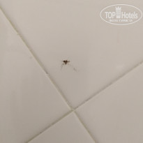 фото из отзыва ID 2031827