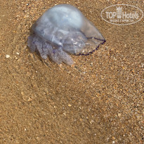 фото из отзыва ID 2033089