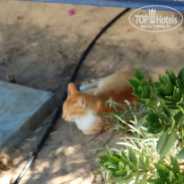 фото из отзыва ID 2034979