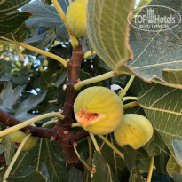 фото из отзыва ID 2035651