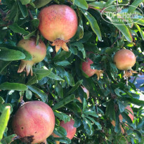 фото из отзыва ID 2035651