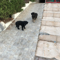 фото из отзыва ID 2036524