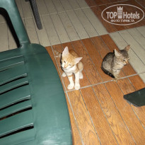 фото из отзыва ID 2036813