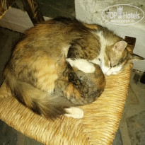 фото из отзыва ID 2037294