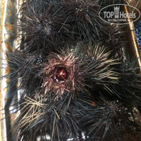 фото из отзыва ID 2037588