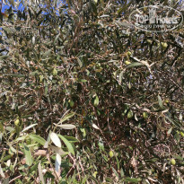 фото из отзыва ID 2038400