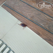 фото из отзыва ID 2038625