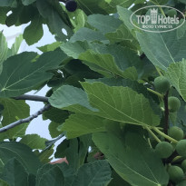 фото из отзыва ID 2039106