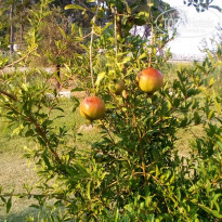 фото из отзыва ID 2039600