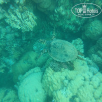 фото из отзыва ID 2039950