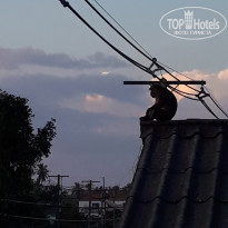 фото из отзыва ID 2041142