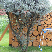 фото из отзыва ID 2042133