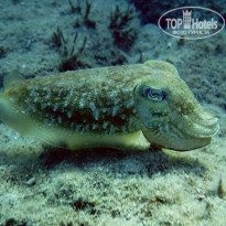 фото из отзыва ID 2042631