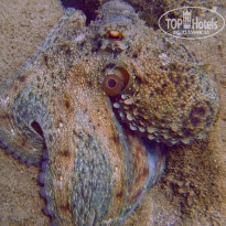 фото из отзыва ID 2042631