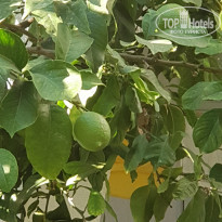 фото из отзыва ID 2041999