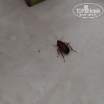 фото из отзыва ID 2043143