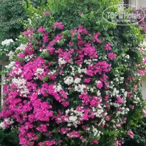 фото из отзыва ID 2043336