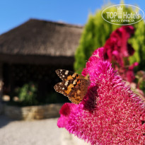 фото из отзыва ID 2043681
