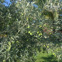 фото из отзыва ID 2044035