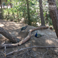 фото из отзыва ID 2043715