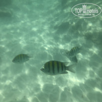 фото из отзыва ID 2044004