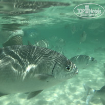 фото из отзыва ID 2044004