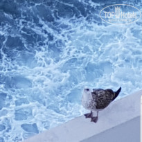 фото из отзыва ID 2044399