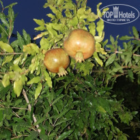 фото из отзыва ID 2045777