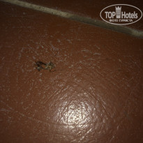 фото из отзыва ID 2046135