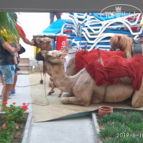 фото из отзыва ID 2047349