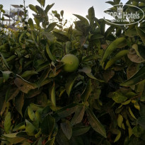 фото из отзыва ID 2047560