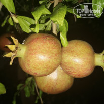 фото из отзыва ID 2049013