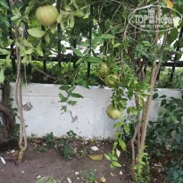 фото из отзыва ID 2049013