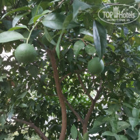 фото из отзыва ID 2049013