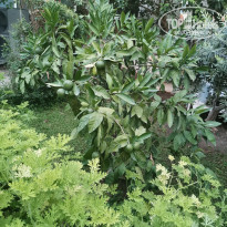 фото из отзыва ID 2049013