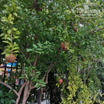 фото из отзыва ID 2049013