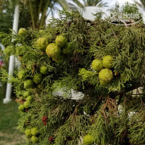 фото из отзыва ID 2049342