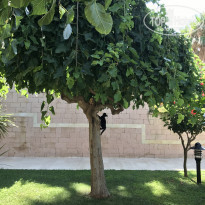 фото из отзыва ID 2049369