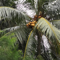 фото из отзыва ID 2050244