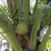 фото из отзыва ID 2051962