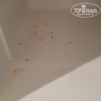 фото из отзыва ID 2054728