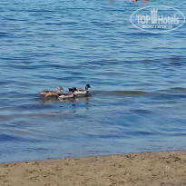 фото из отзыва ID 2055467