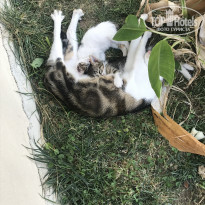 фото из отзыва ID 2057043