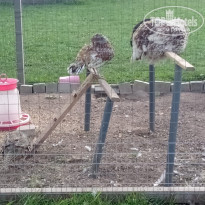 фото из отзыва ID 2057335