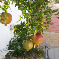 фото из отзыва ID 2057390