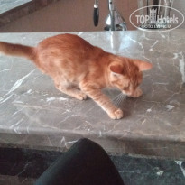 фото из отзыва ID 2057119