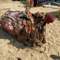 фото из отзыва ID 2057679